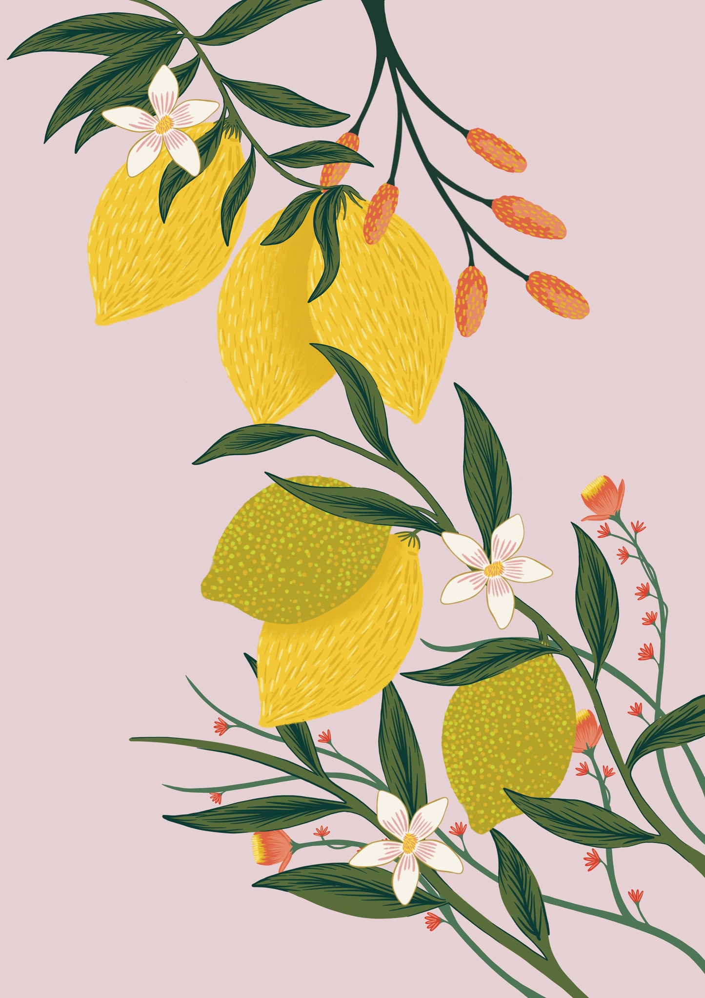 Citrus Fruits Art Print