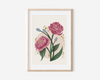 Peony Floral Art Print