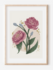 Peony Floral Art Print